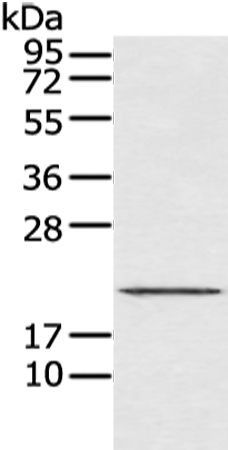 Rabbit Polyclonal Antibody to ASF1A
