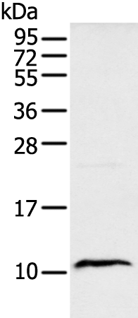 Rabbit Polyclonal Antibody to DEFA1B