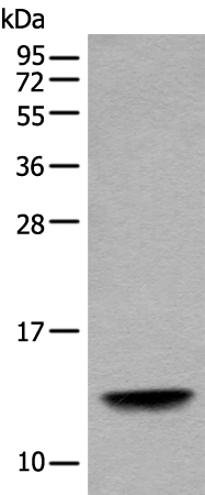 Rabbit Polyclonal Antibody to COX6A2