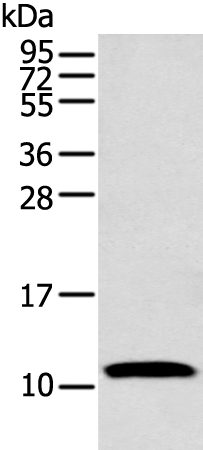 Rabbit Polyclonal Antibody to COX5A