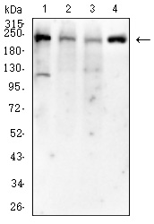 Mouse Monoclonal Antibody to SMARCA2