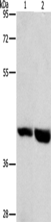 Rabbit Polyclonal Antibody to GPR182