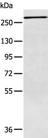 Rabbit Polyclonal Antibody to ATR