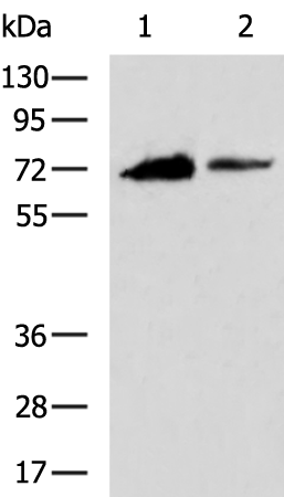 Rabbit Polyclonal Antibody to MYB