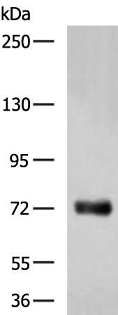 Rabbit Polyclonal Antibody to CEL