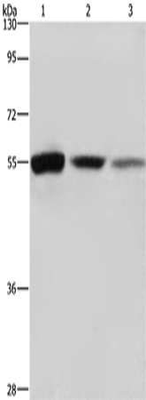 Rabbit Polyclonal Antibody to BLNK