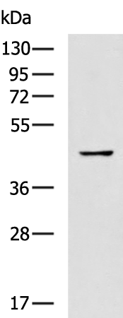 Rabbit Polyclonal Antibody to GDF11