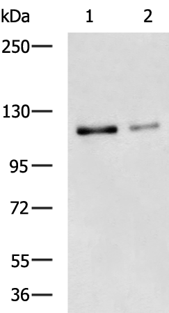Rabbit Polyclonal Antibody to CBL