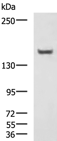 Rabbit Polyclonal Antibody to CAMTA1