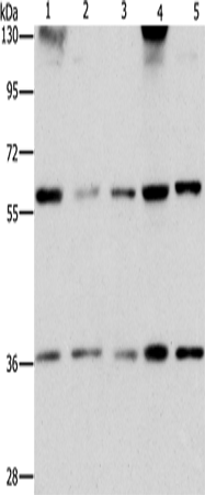 Rabbit Polyclonal Antibody to STK3/STK4
