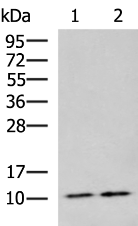 Rabbit Polyclonal Antibody to CD24