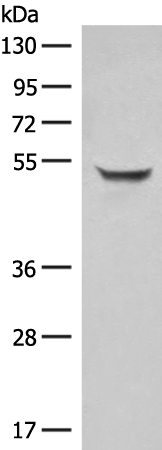 Rabbit Polyclonal Antibody to SIGLEC6