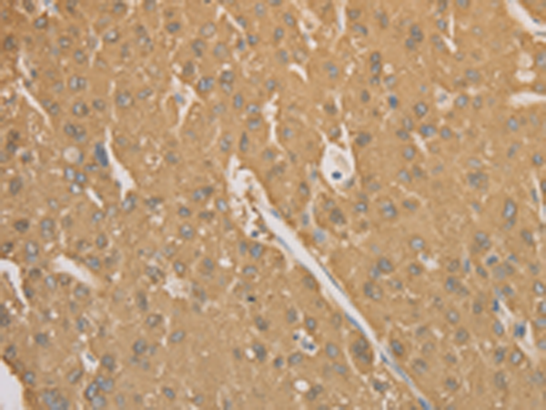 Rabbit Polyclonal Antibody to CD40
