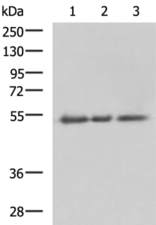 Rabbit Polyclonal Antibody to CD47