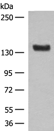 Rabbit Polyclonal Antibody to NCAM1