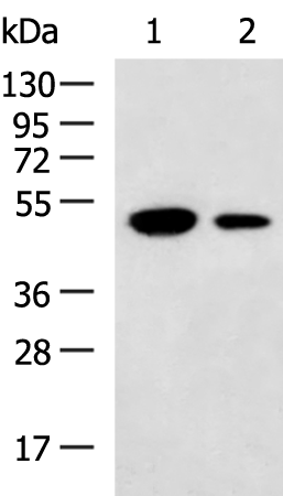 Rabbit Polyclonal Antibody to NUF2