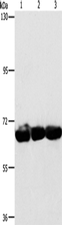 Rabbit Polyclonal Antibody to CKAP4