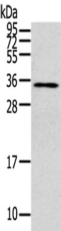Rabbit Polyclonal Antibody to CLIC4