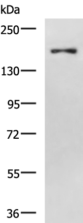 Rabbit Polyclonal Antibody to COL4A2