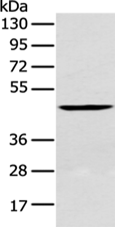 Rabbit Polyclonal Antibody to CRLF2