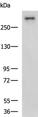 Rabbit Polyclonal Antibody to COL7A1