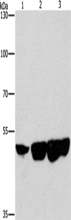 Rabbit Polyclonal Antibody to CTBP2