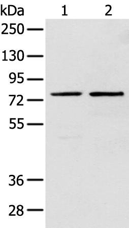 Rabbit Polyclonal Antibody to DTX1