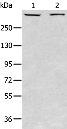 Rabbit Polyclonal Antibody to PRKDC