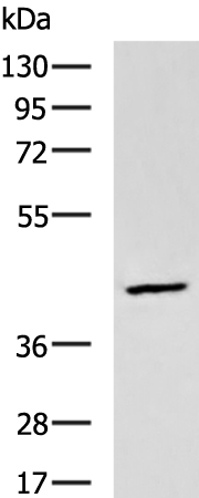 Rabbit Polyclonal Antibody to DNASE2