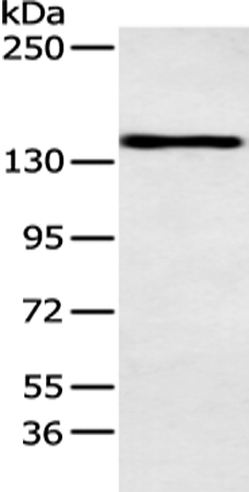 Rabbit Polyclonal Antibody to POLA1