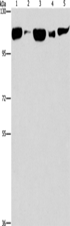 Rabbit Polyclonal Antibody to DNM2