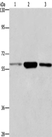 Rabbit Polyclonal Antibody to GPC6