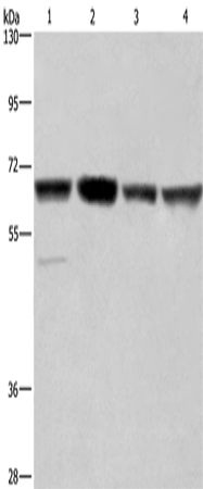 Rabbit Polyclonal Antibody to GLYR1