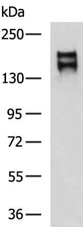 Rabbit Polyclonal Antibody to ADGRA2