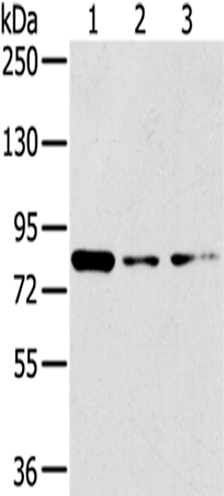 Rabbit Polyclonal Antibody to GPD2