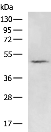 Rabbit Polyclonal Antibody to GPR39