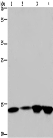 Rabbit Polyclonal Antibody to H2AC4