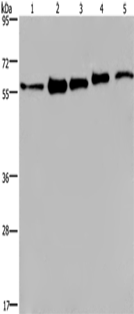 Rabbit Polyclonal Antibody to HNRNPL
