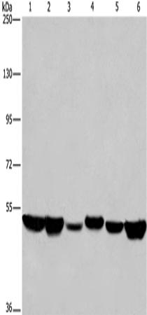 Rabbit Polyclonal Antibody to HNRNPH1