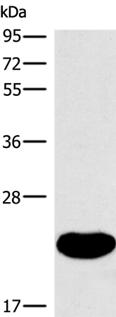 Rabbit Polyclonal Antibody to PLAAT2