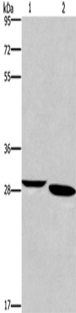 Rabbit Polyclonal Antibody to NRG1