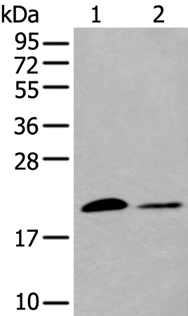 Rabbit Polyclonal Antibody to HSPB6