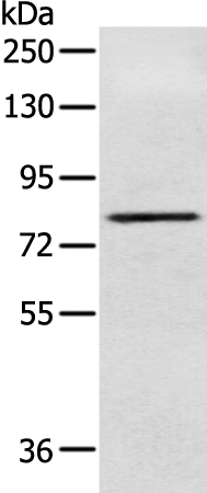 Rabbit Polyclonal Antibody to NFKBIZ