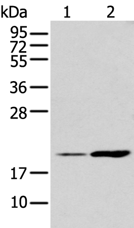 Rabbit Polyclonal Antibody to IL17D