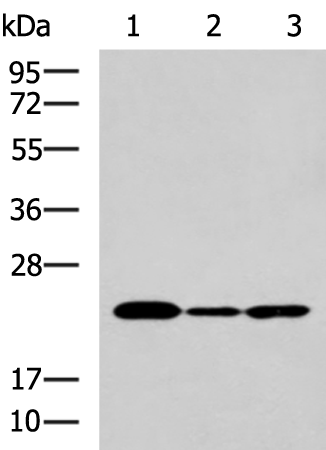 Rabbit Polyclonal Antibody to IL19