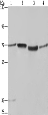 Rabbit Polyclonal Antibody to SYN1