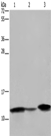 Rabbit Polyclonal Antibody to FABP2