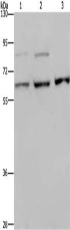 Rabbit Polyclonal Antibody to KIF22