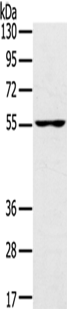 Rabbit Polyclonal Antibody to UBP1