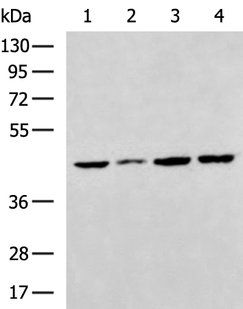 Rabbit Polyclonal Antibody to LTB4R2